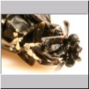 Stylops melittae - Faecherfluegler m56b 5mm Seitenlage von unten.jpg